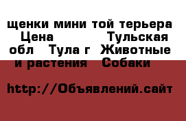 щенки мини той терьера › Цена ­ 6 000 - Тульская обл., Тула г. Животные и растения » Собаки   